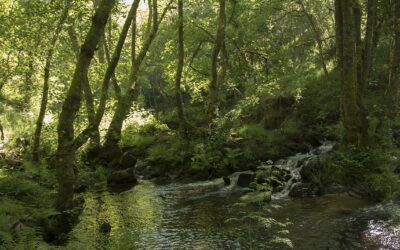 SENDEIRISMO EN POBRA DE TRIVES (Ourense)| DO 5 AO 8 DE DECEMBRO DE 2025