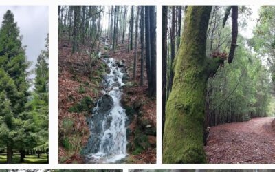VETERANOS ACTIVOS | BOSQUE DE COLÓN E CASA MUSEO | POIO (Pontevedra) | NATUREZA E PROBAS DA ORIXE GALEGA DO ALMIRANTE | MÉRCORES 22 DE ABRIL DE 2026