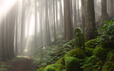 Kumano Kodo (Japón)
