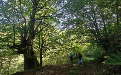 SENDERISMO | PARQUE NATURAL DE LAS FUENTES DEL NARCEA, DEGAÑA E IBIAS | CANGAS DEL NARCEA (Asturias) | DEL 5 AL 8 DE NOVIEMBRE DE 2026