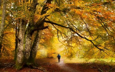 SENDERISMO | PARQUE NATURAL DE LAS FUENTES DEL NARCEA, DEGAÑA E IBIAS | CANGAS DEL NARCEA (Asturias) | DEL 5 AL 8 DE NOVIEMBRE DE 2026