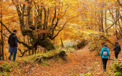 SENDERISMO | PARQUE NATURAL DE LAS FUENTES DEL NARCEA, DEGAÑA E IBIAS | CANGAS DEL NARCEA (Asturias) | DEL 5 AL 8 DE NOVIEMBRE DE 2026