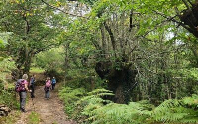 VETERANOS ACTIVOS | RUTA DOS MIRADOIROS – RIBEIRA SACRA DO RÍO SIL (Ourense) | MÉRCORES  21 DE OUTUBRO DE 2026